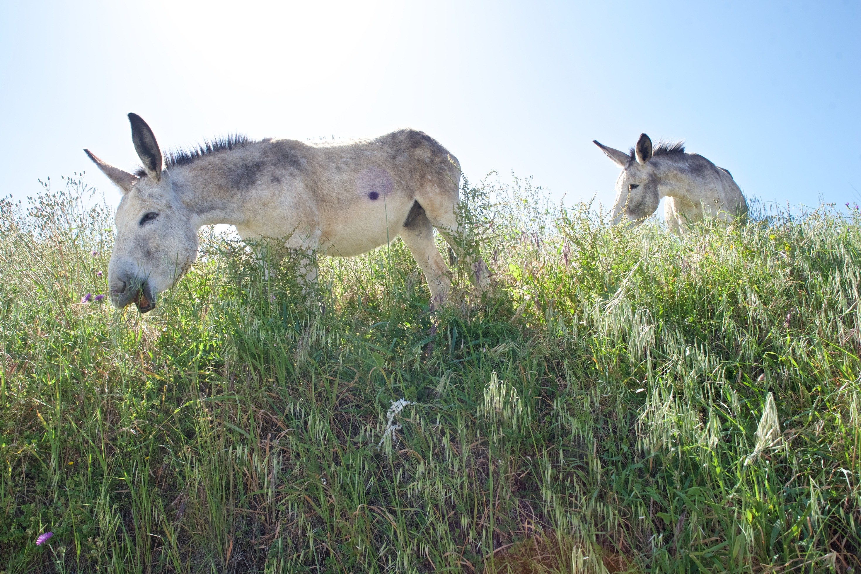 Esel Algarve KMA2200