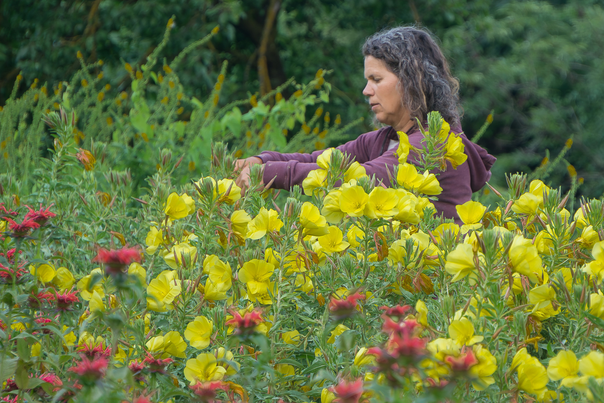 Pflegherhof nachtkerze
