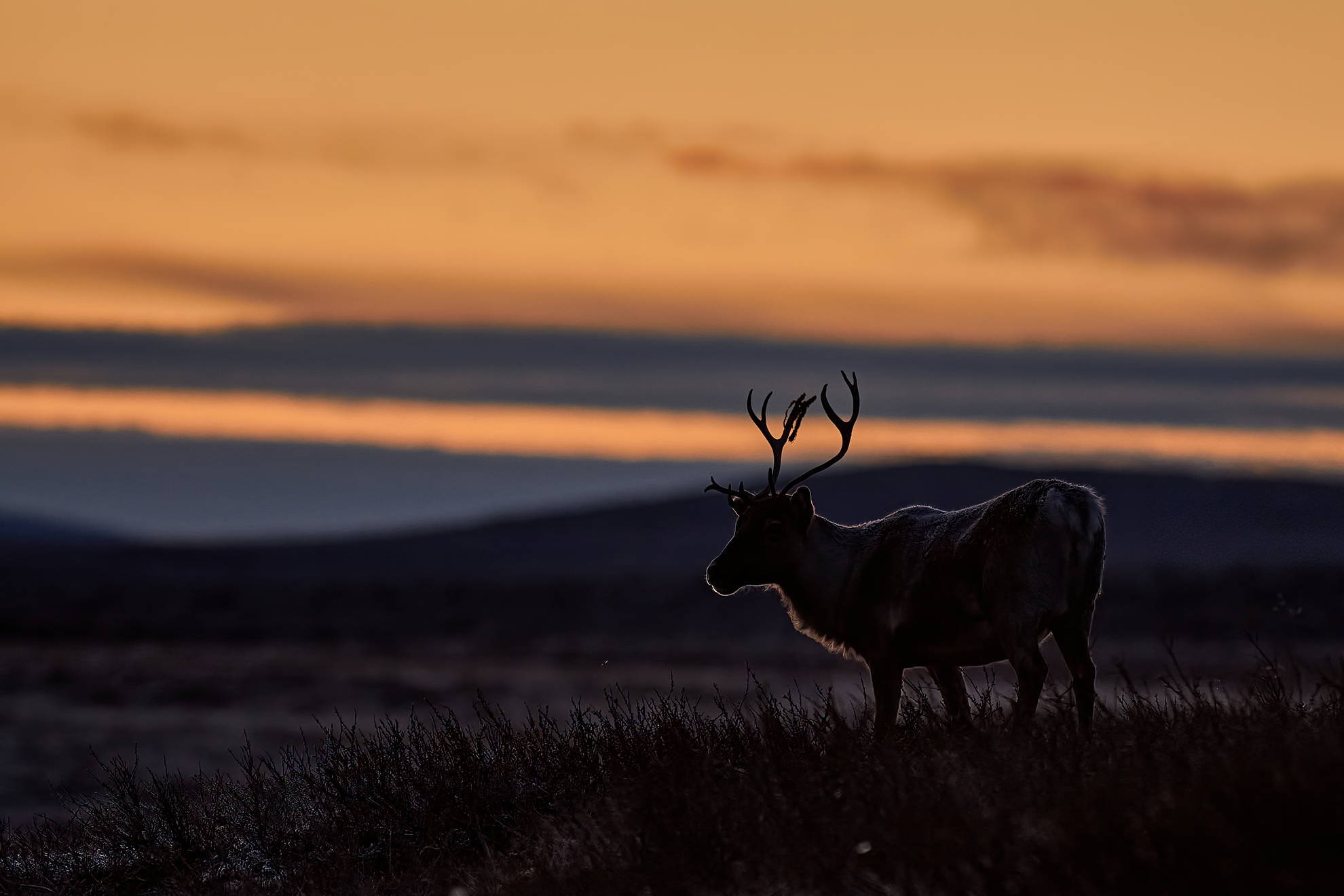 2021 Schweden IMG 2344 2