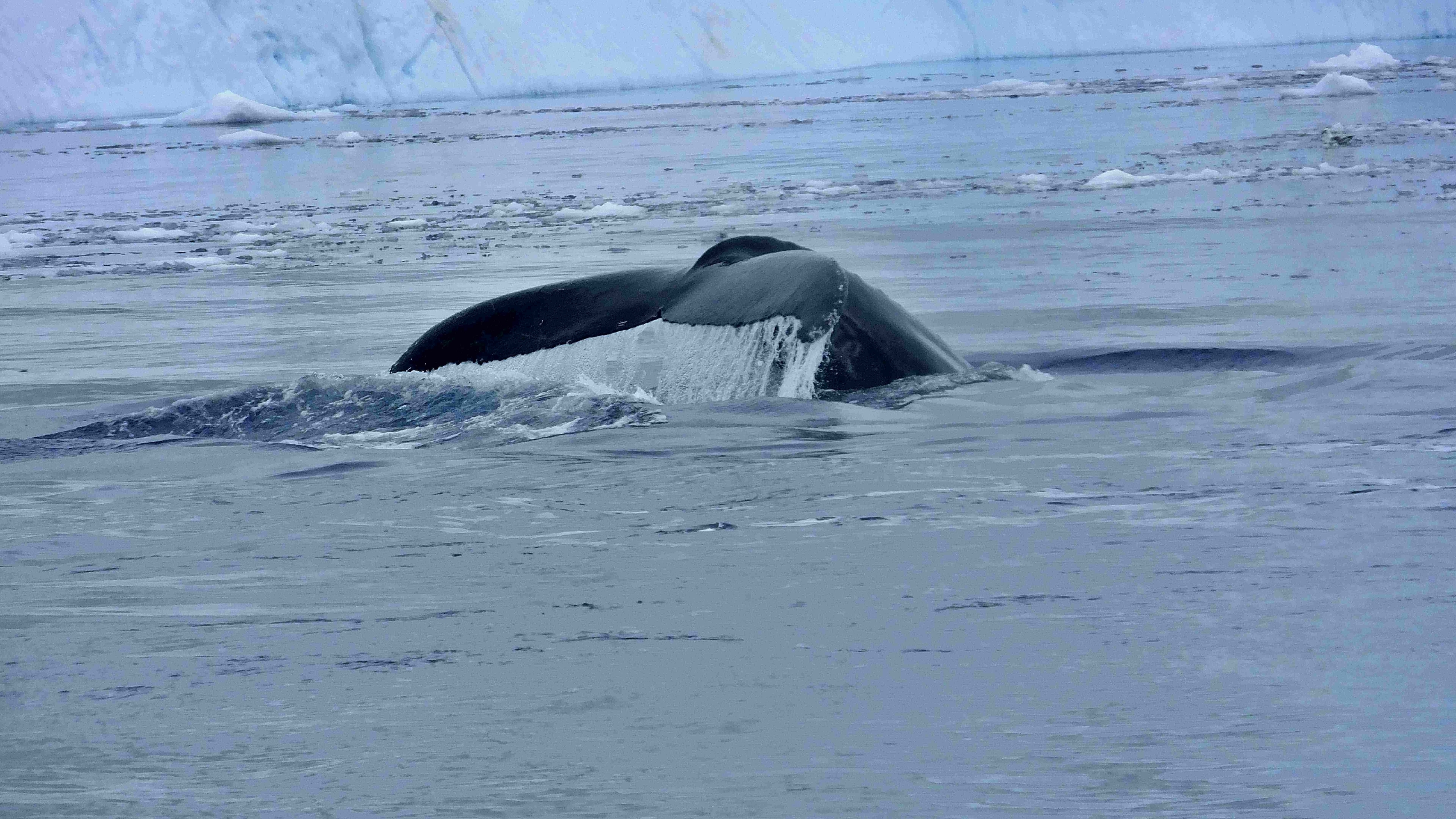 ACT Buckelwal Diskobucht