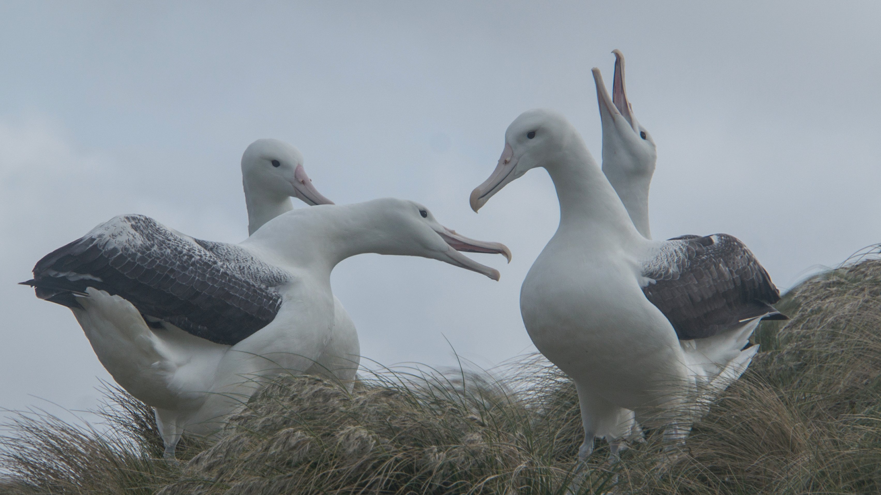 Pressebild albatrosse