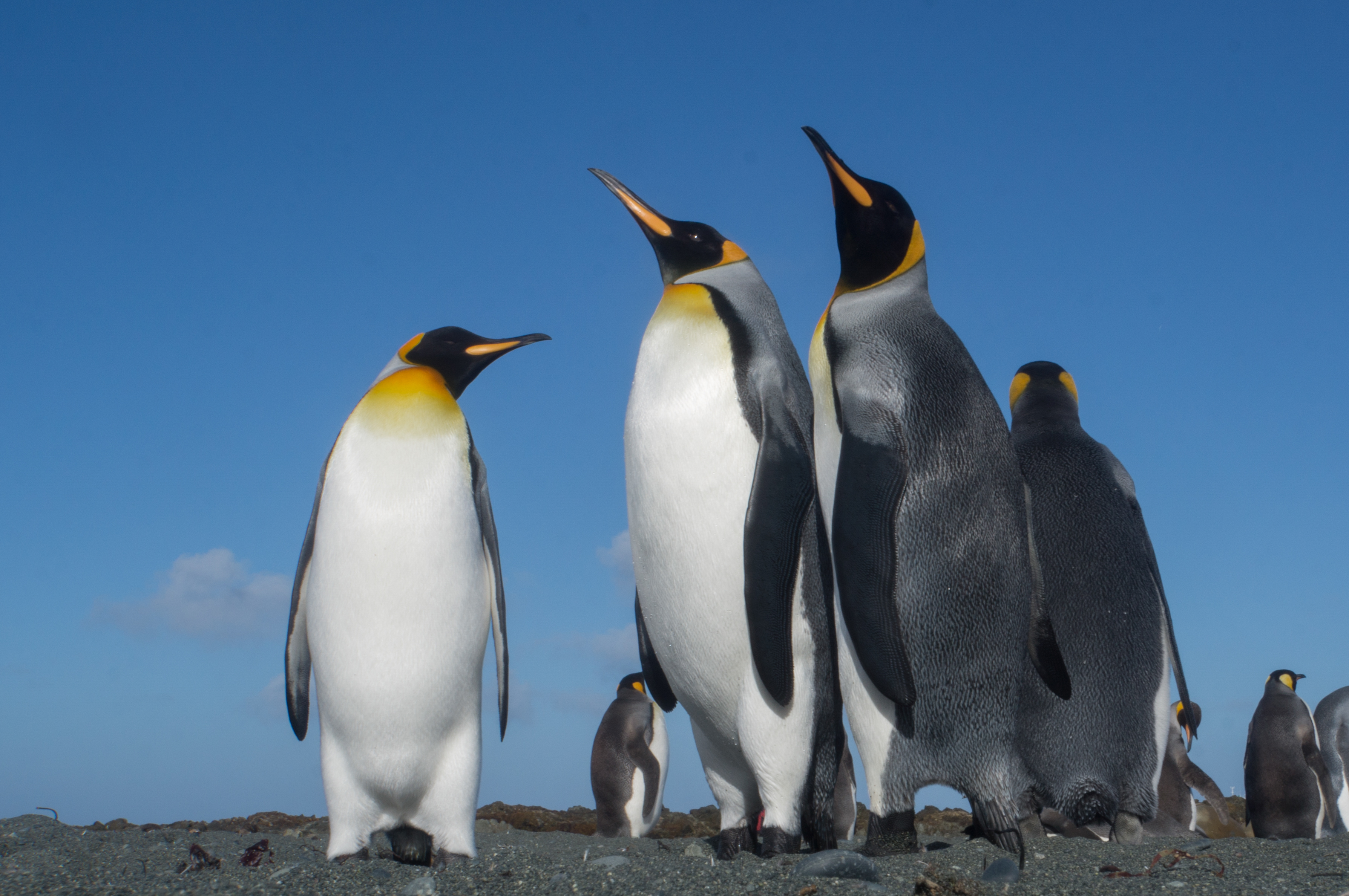 Pressebild koenigspinguine auf macquarie island