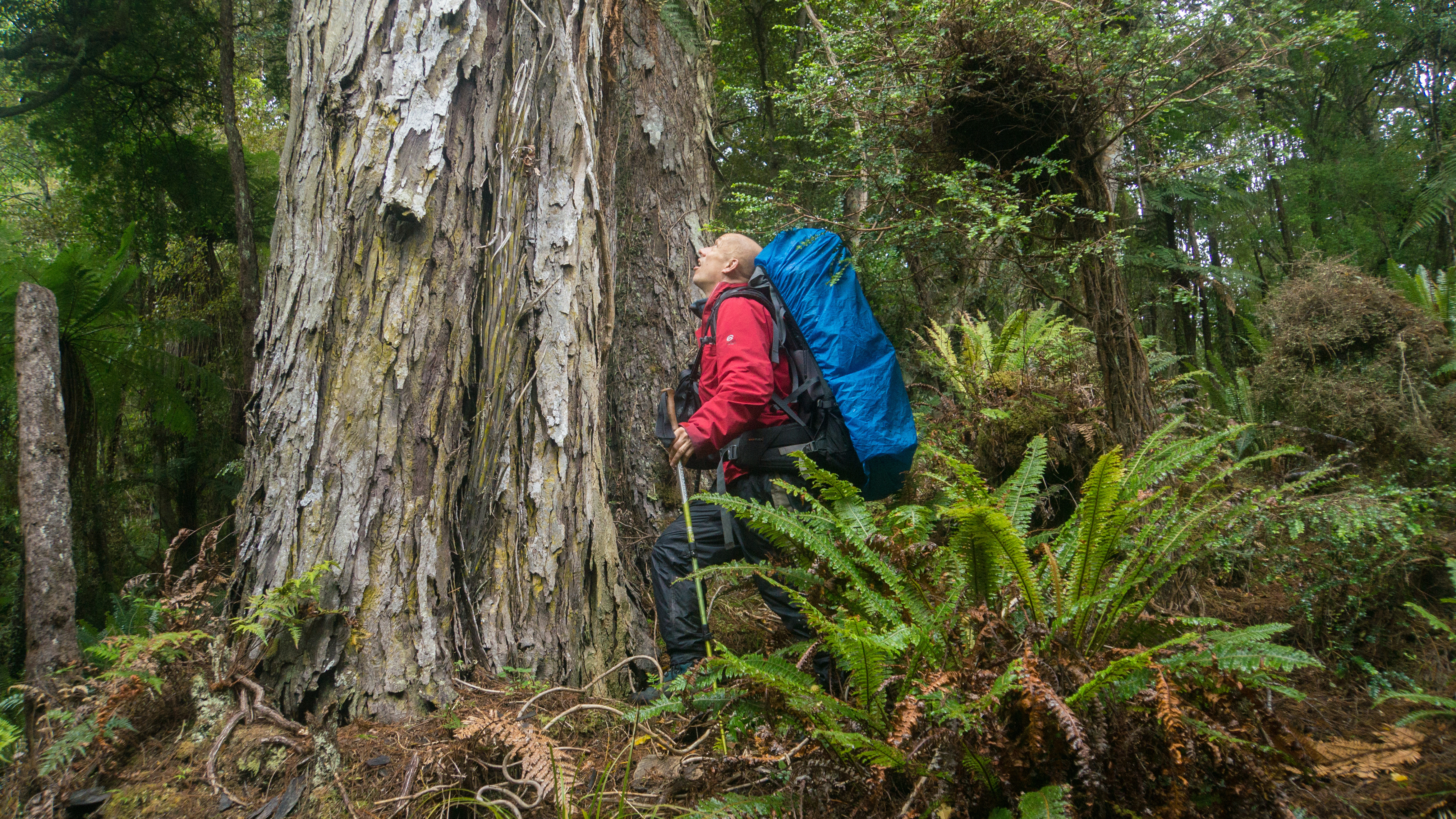 Pressebild rimu baum stewart island