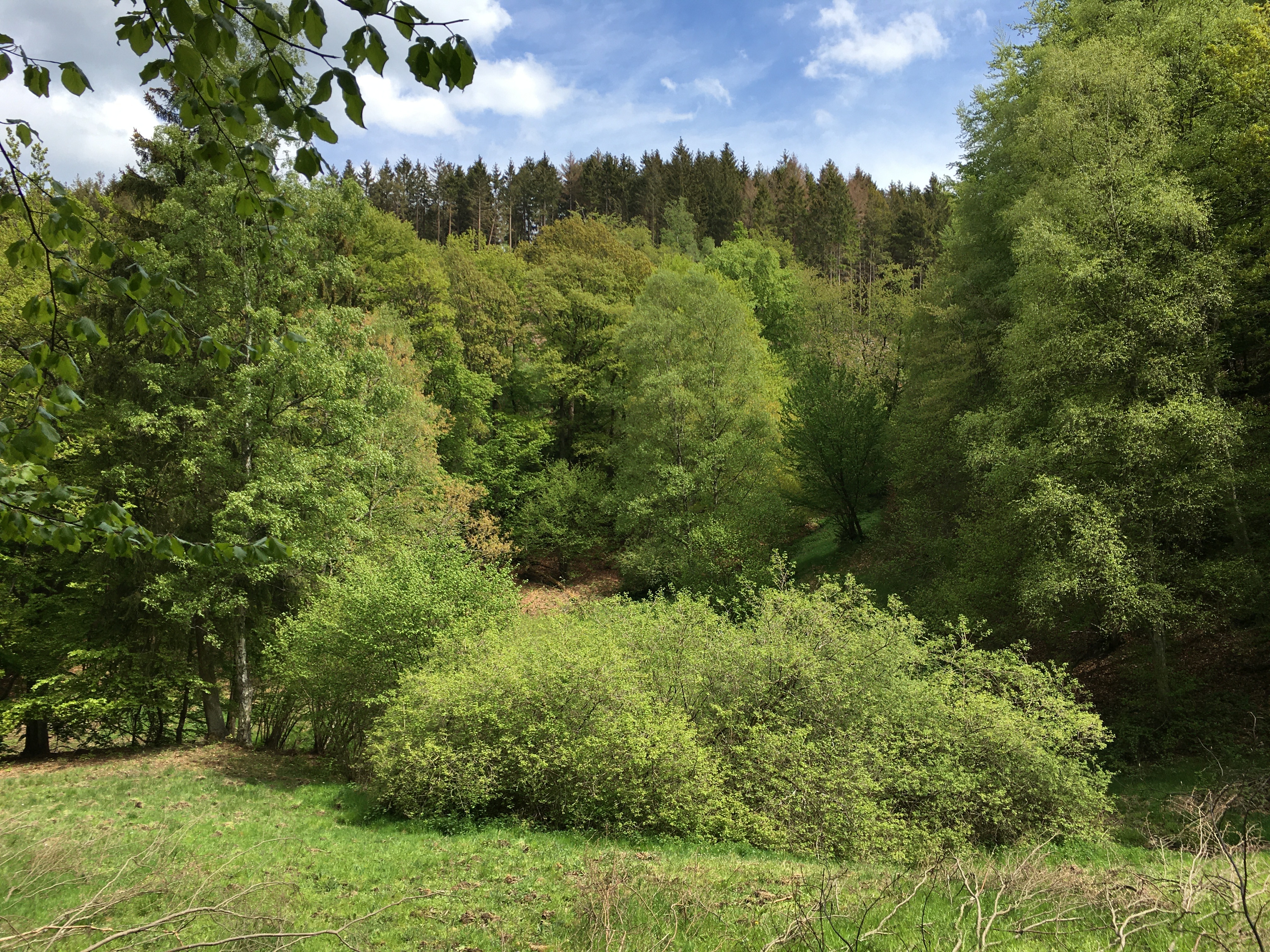 01 Klafterbachvegetation