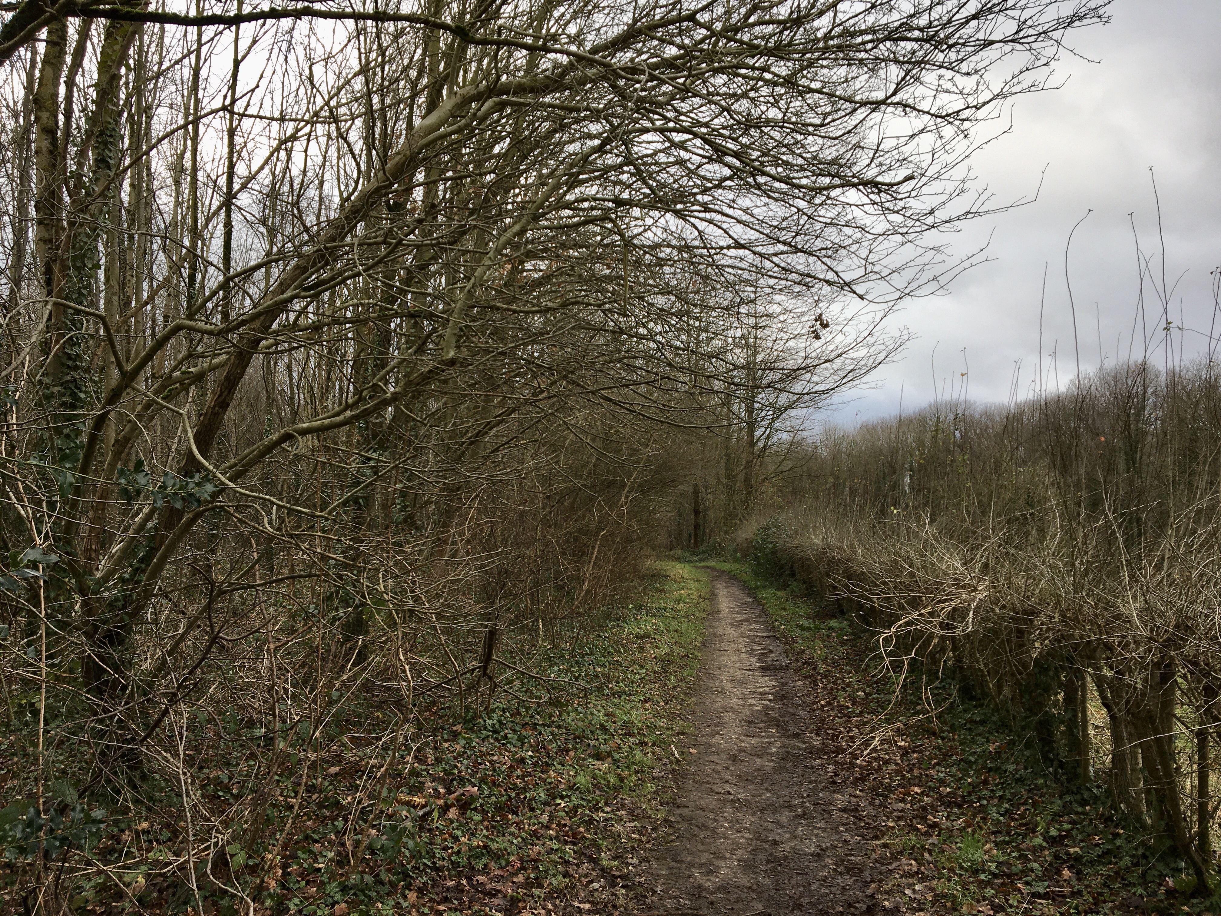 2022 dmt 10 Am Waldrand