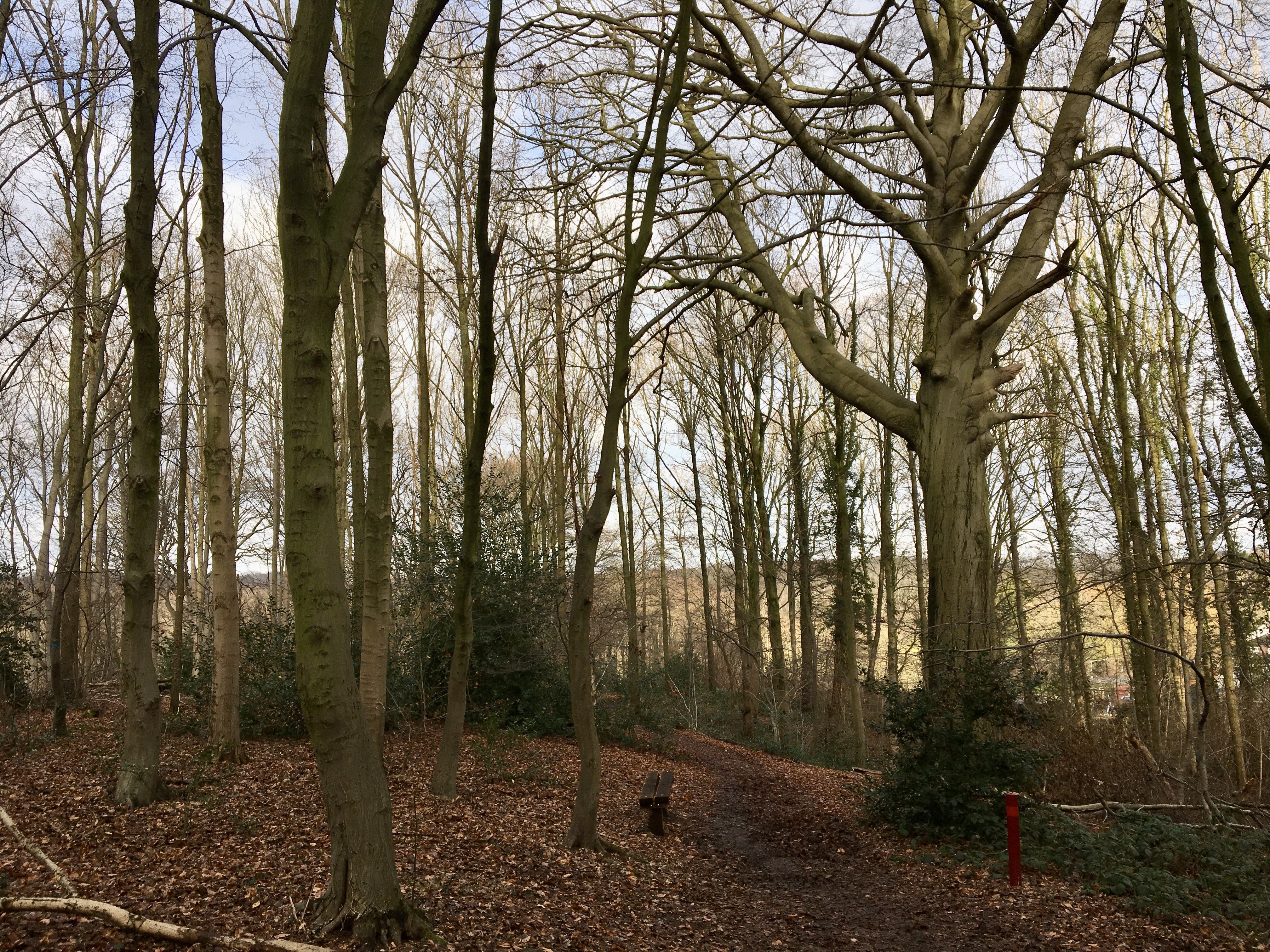 2022 dmt 11 Schöner Buchenwald