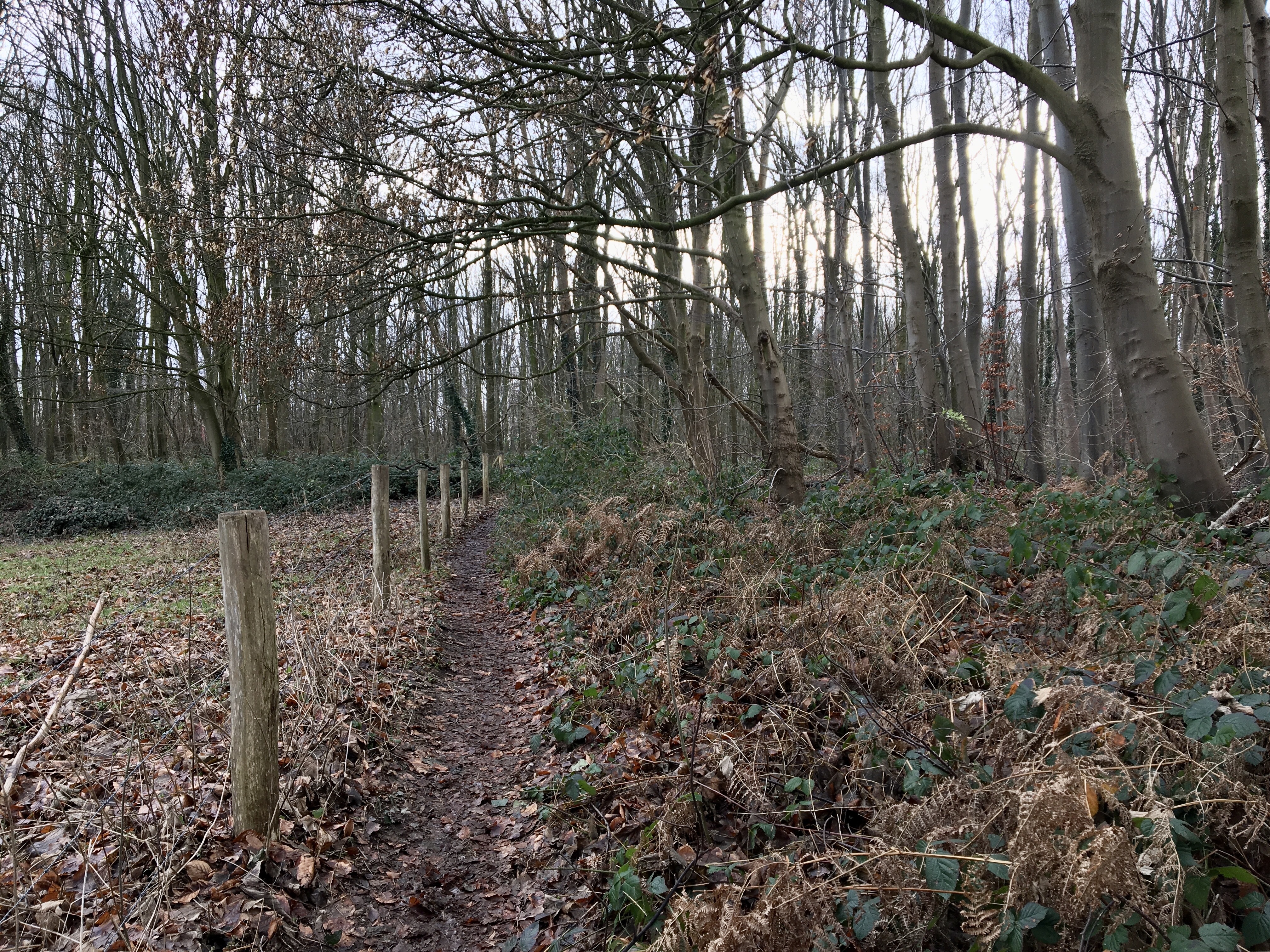 2022 dmt 16 Schmaler Pfad