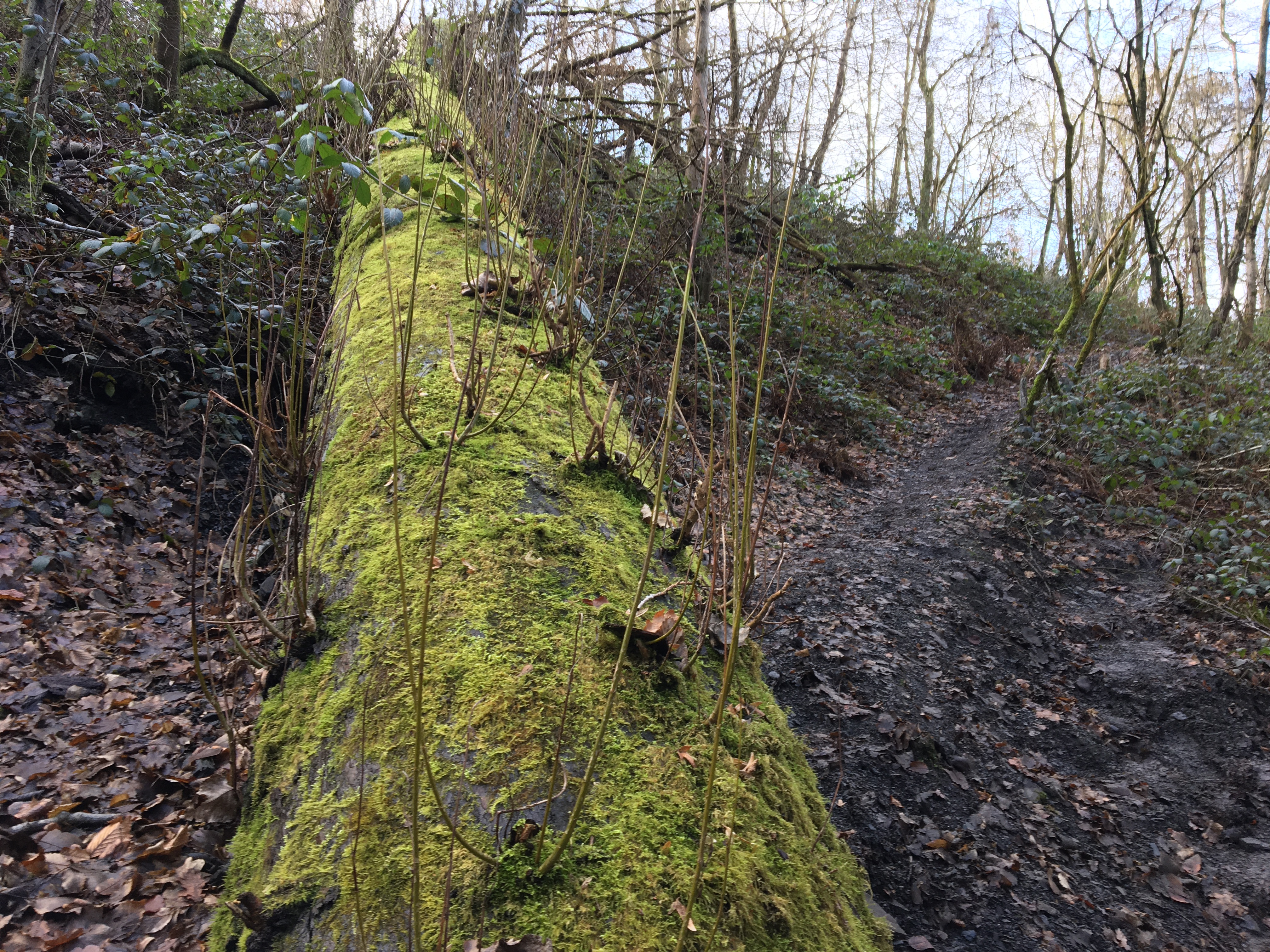 2022 dmt 28 Erster steiler Wilhelminaberg Pfad