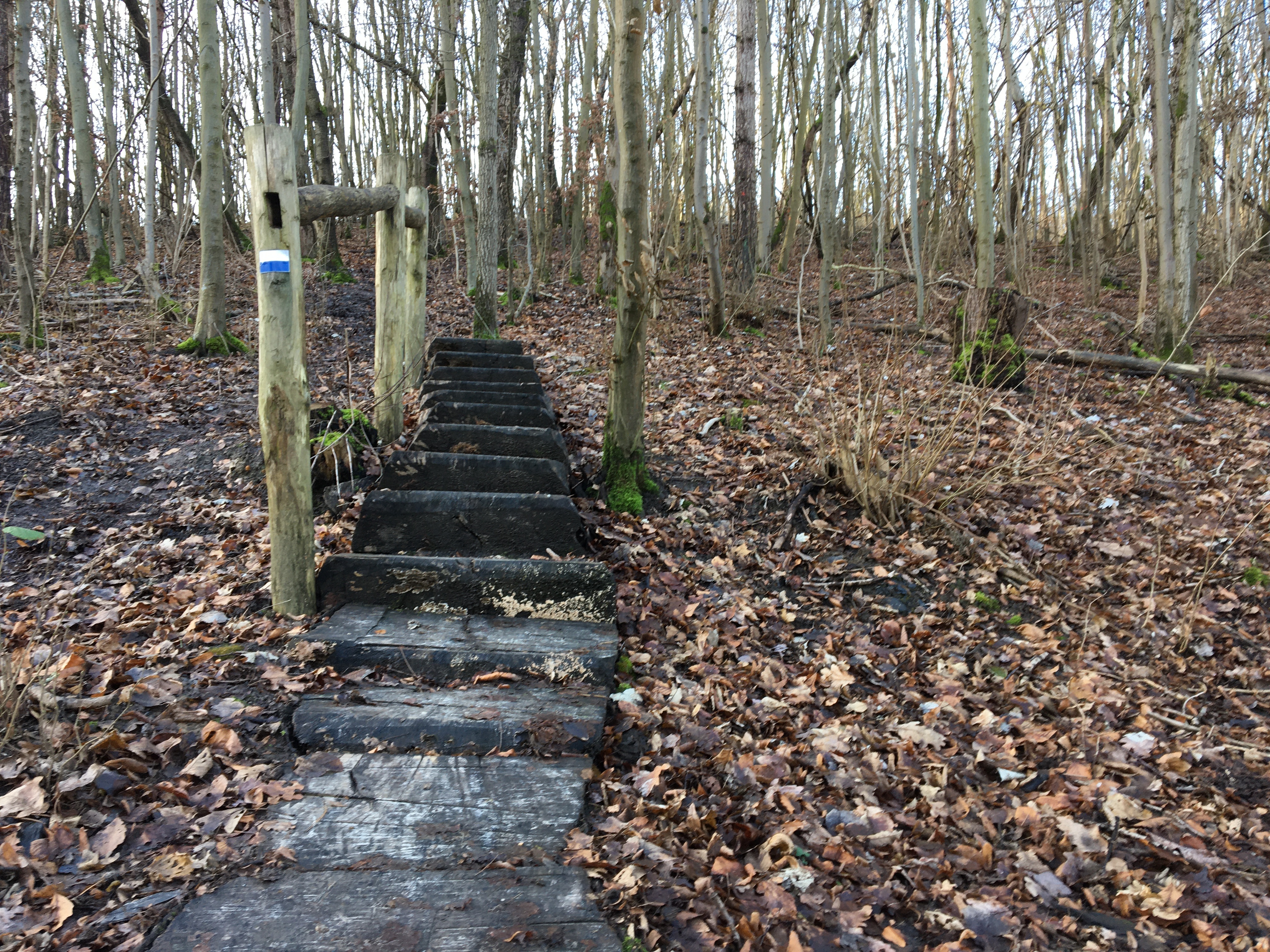 2022 dmt 29 Stufen am Wilhelminaberg